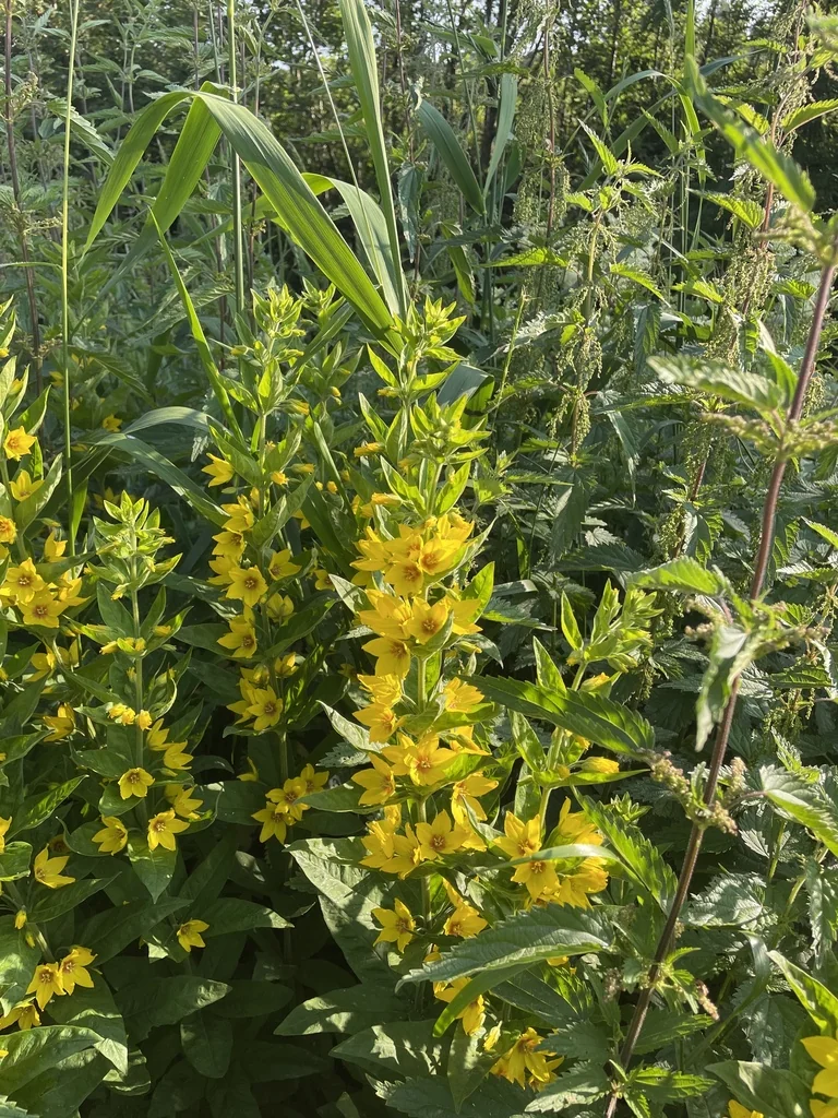 Lysimachia Punctata