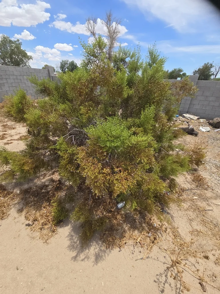 Larrea Tridentata