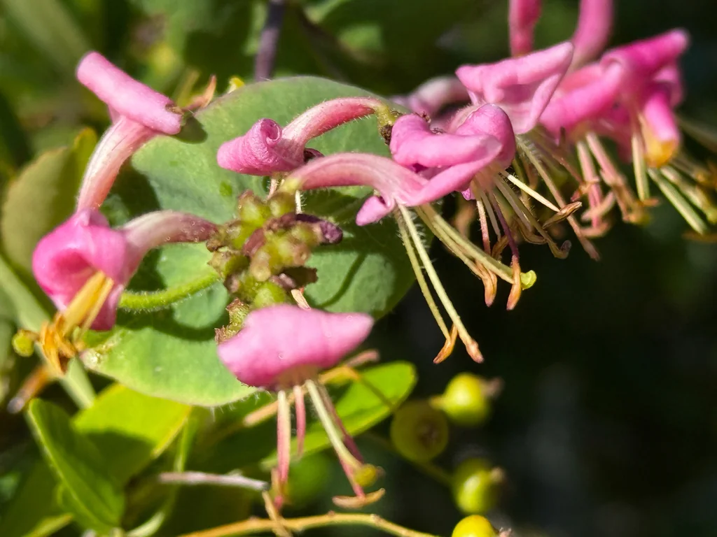 Lonicera Hispidula