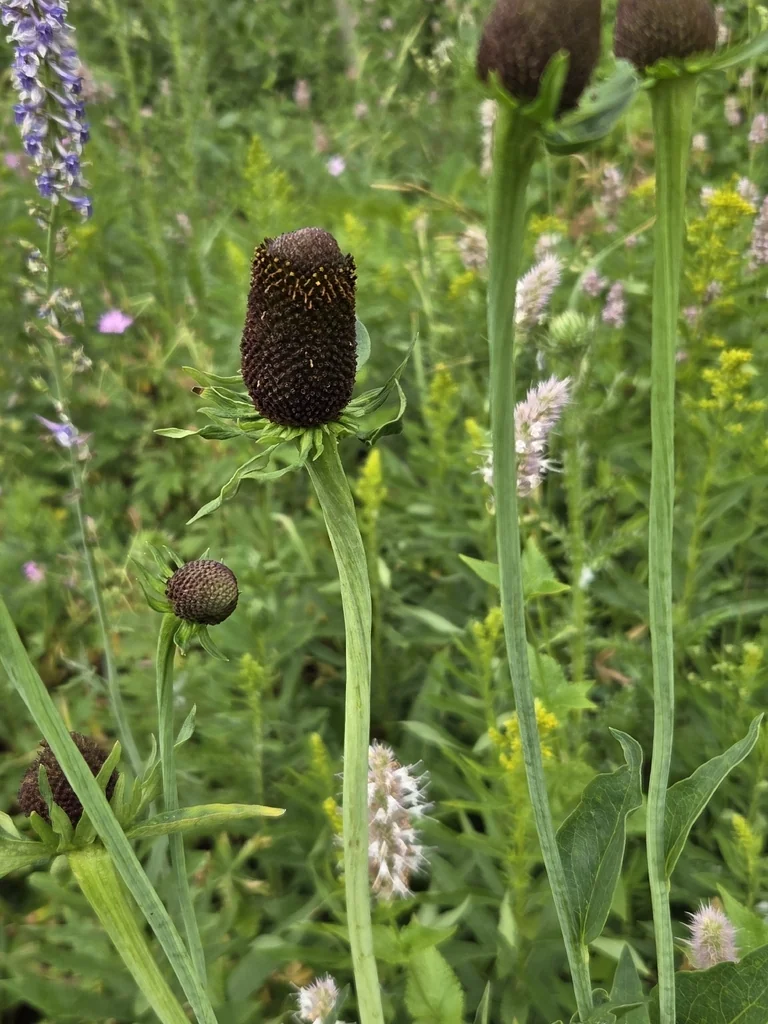 Rudbeckia Occidentalis