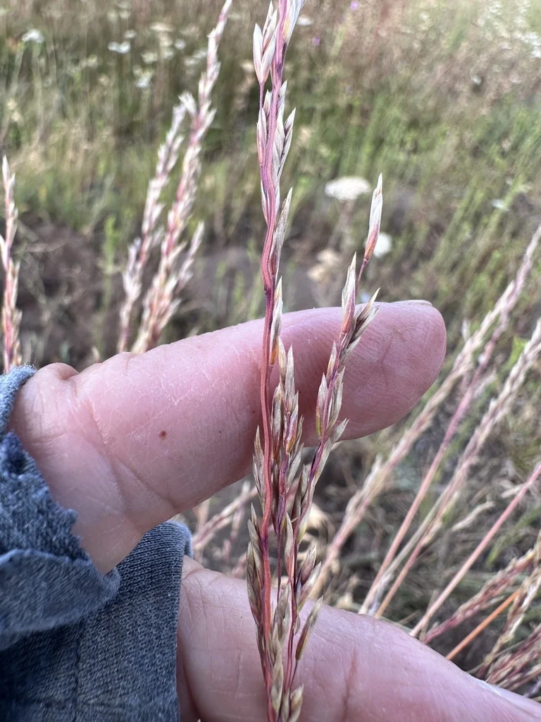 Poa Secunda