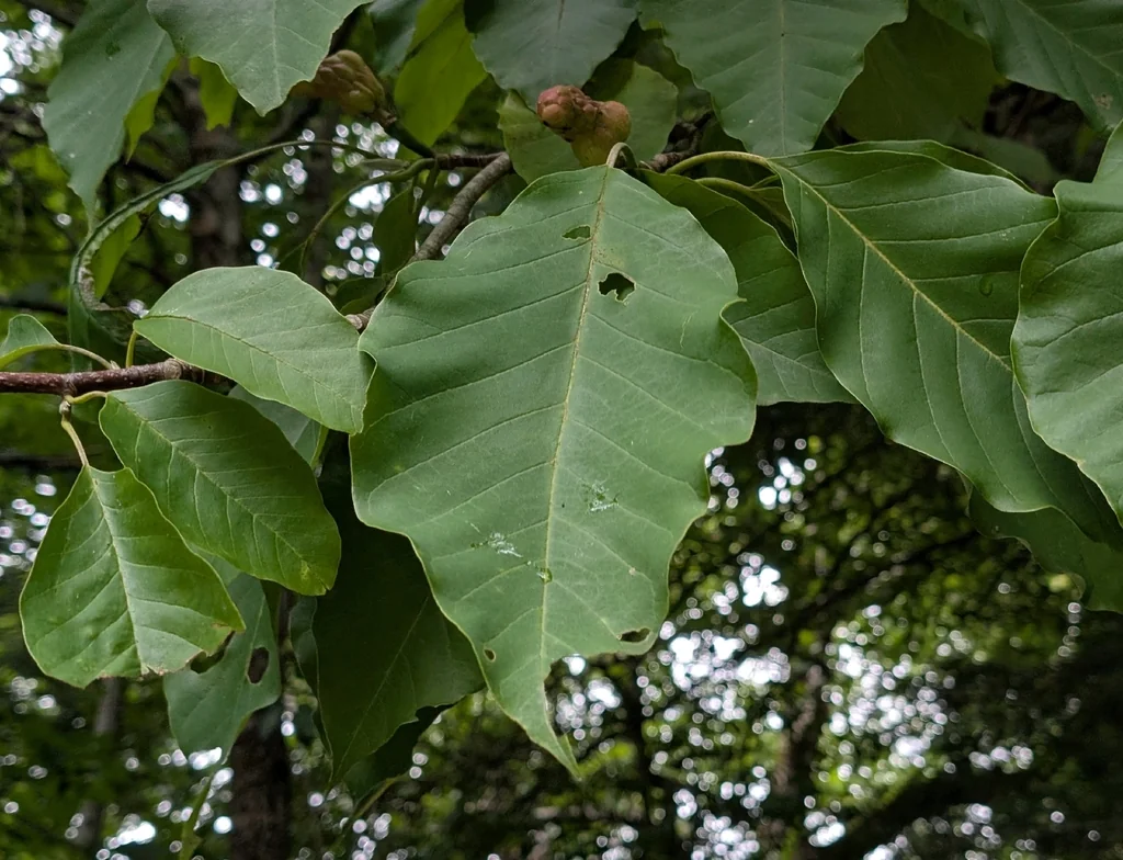 Magnolia Acuminata
