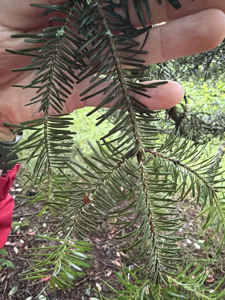 Abies Fraseri