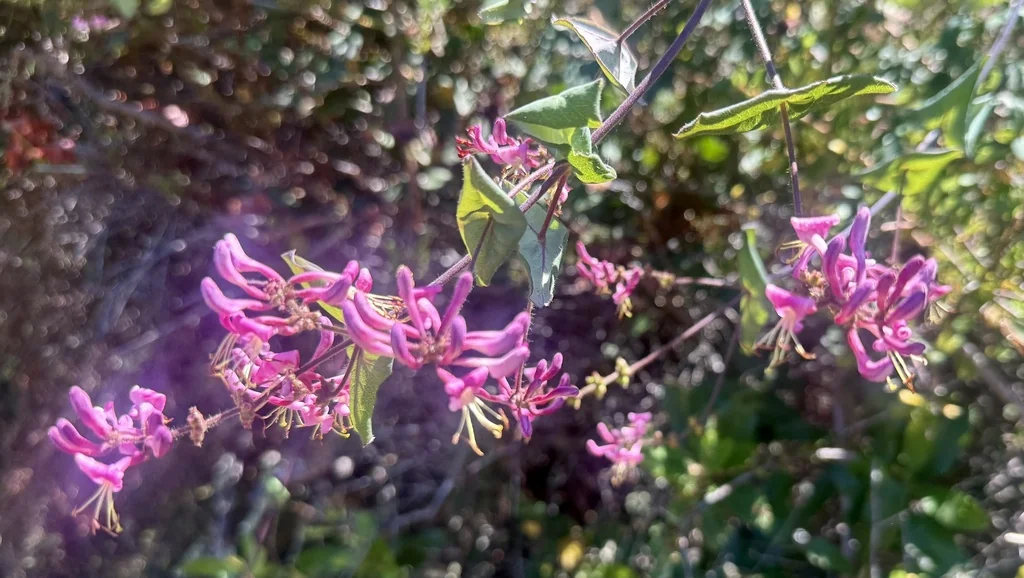 Lonicera Hispidula