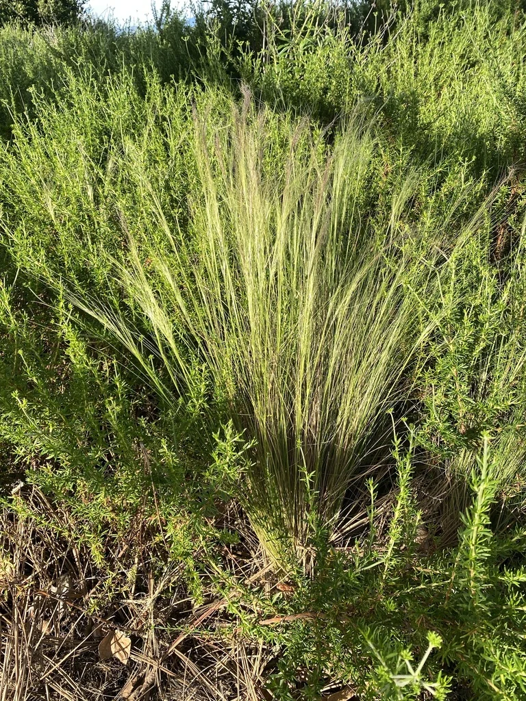Nassella Tenuissima