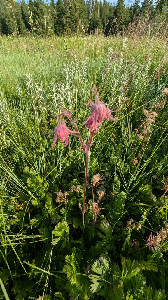 Geum Triflorum
