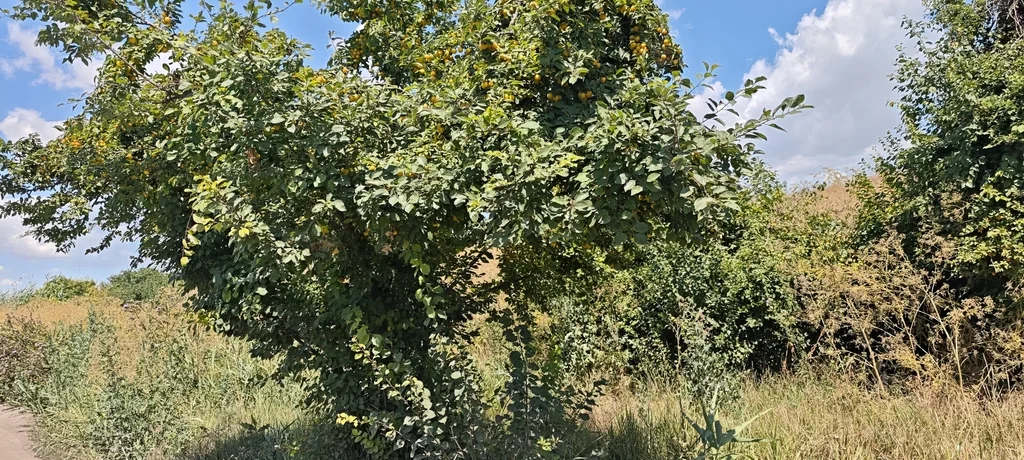 Prunus Cerasifera