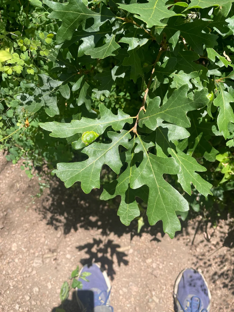 Quercus Gambelii