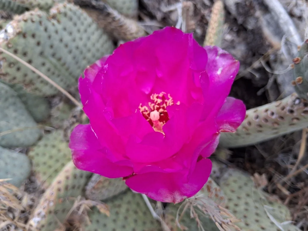 Opuntia Basilaris