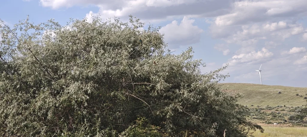 Elaeagnus angustifolia