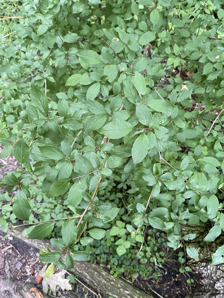 Prunus Cerasifera