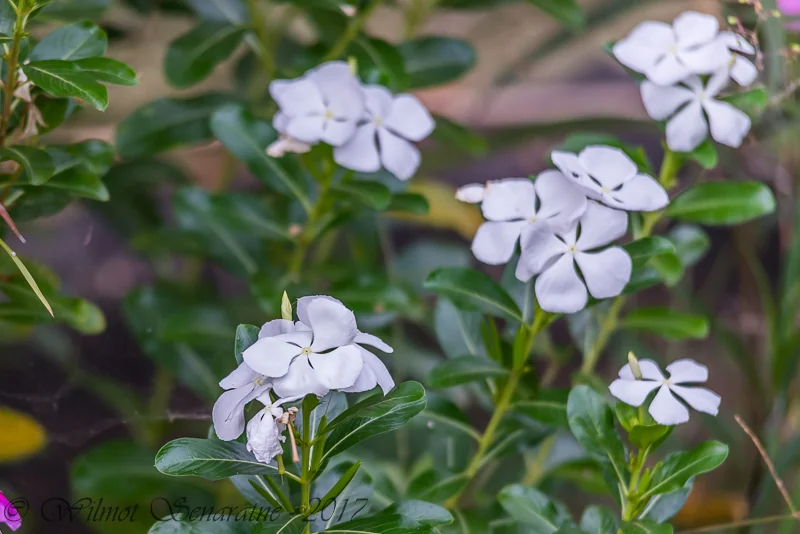 Catharanthus Roseus