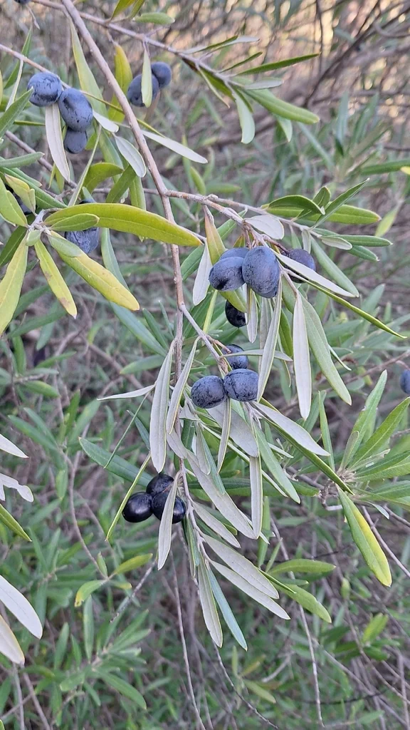 Olea Europaea