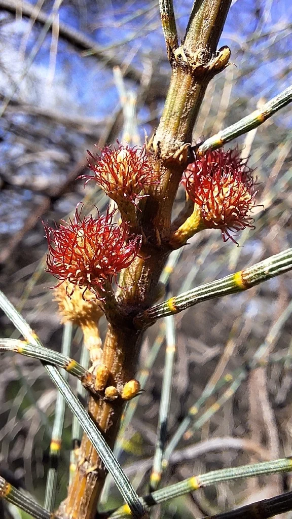 Casuarina stricta