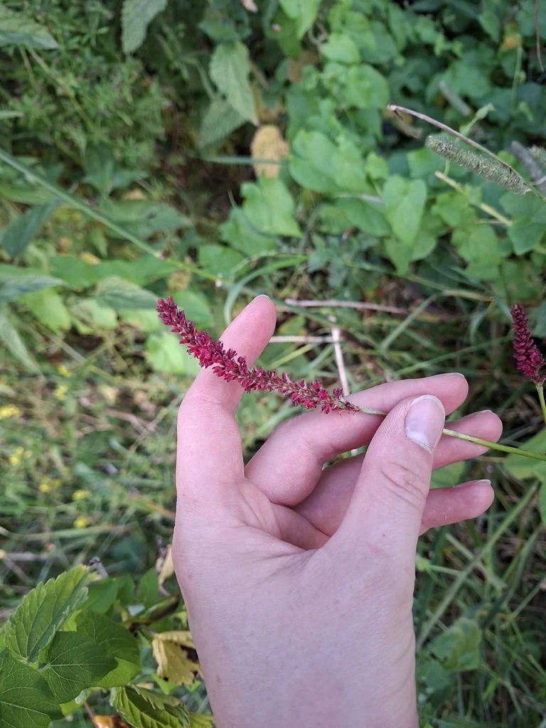 Persicaria amplexicaulis