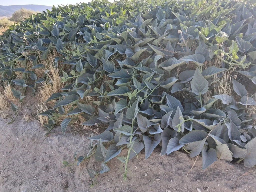 Cucurbita Foetidissima