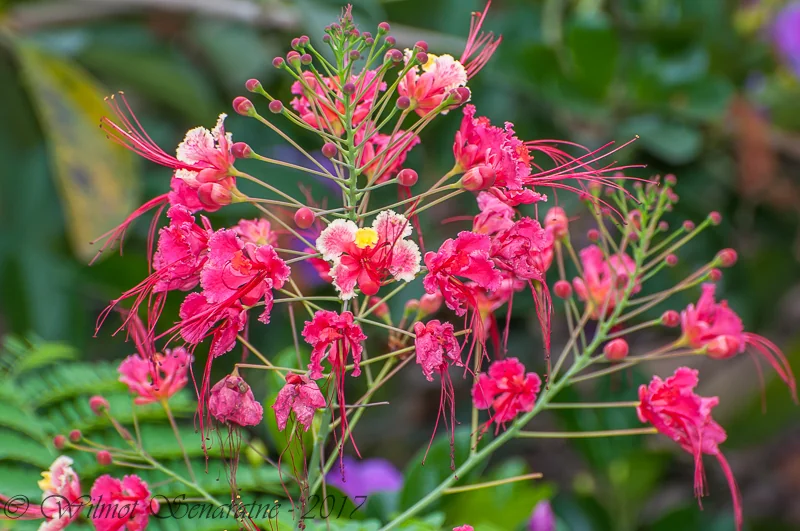 Caesalpinia Pulcherrima