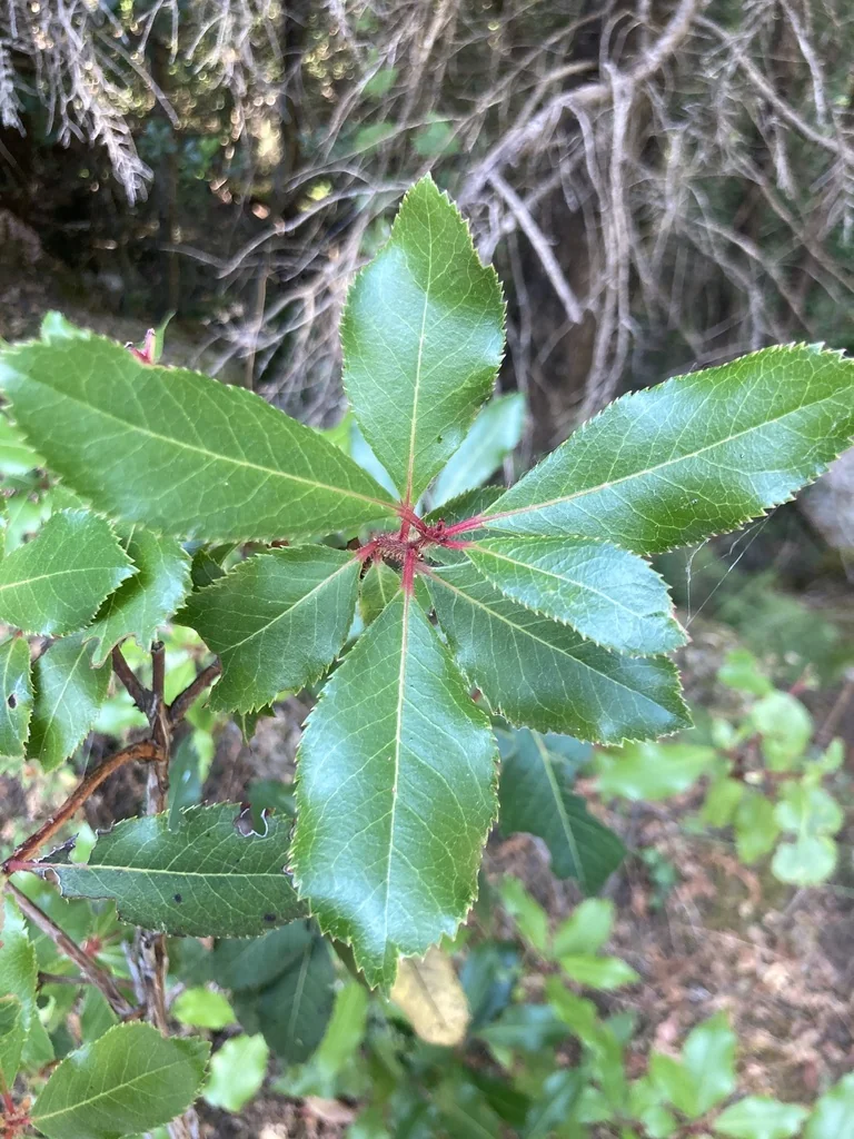 Arbutus Unedo