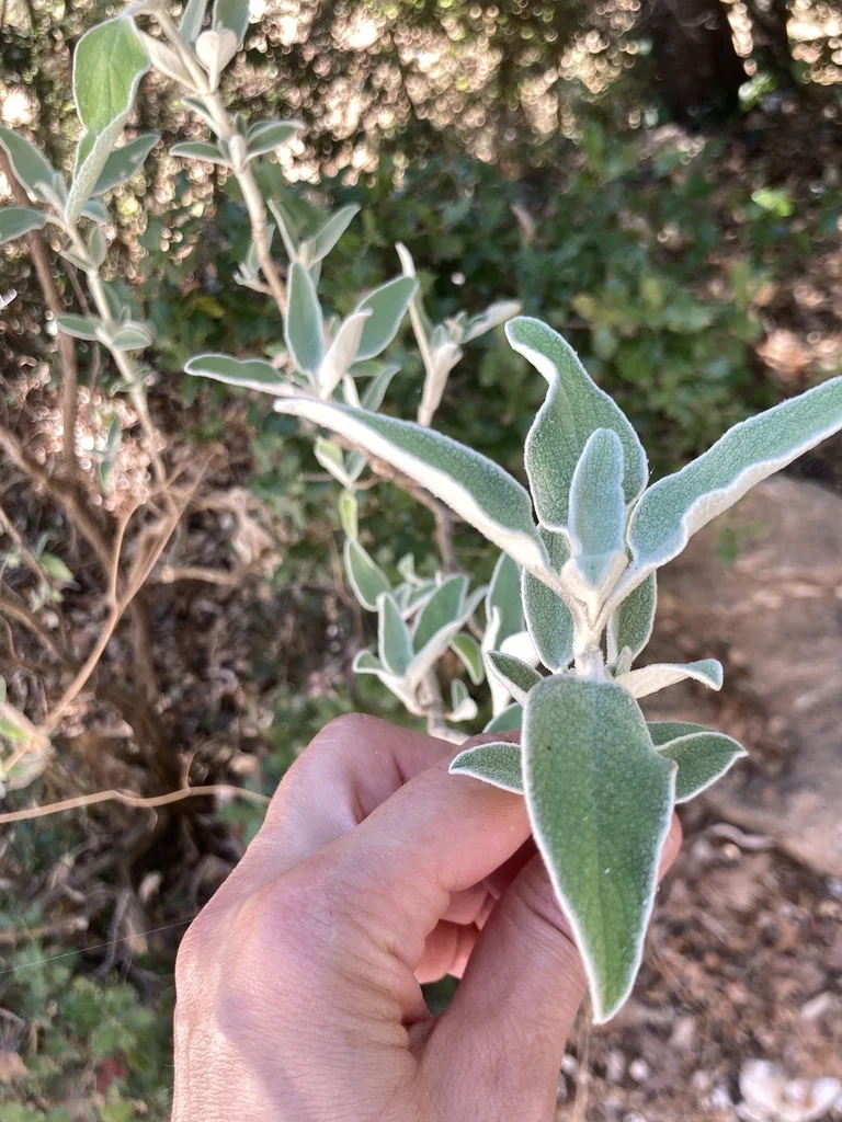 Phlomis Fruticosa