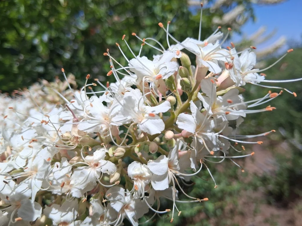 Aesculus Californica