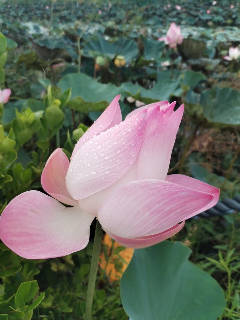 Nelumbo Nucifera
