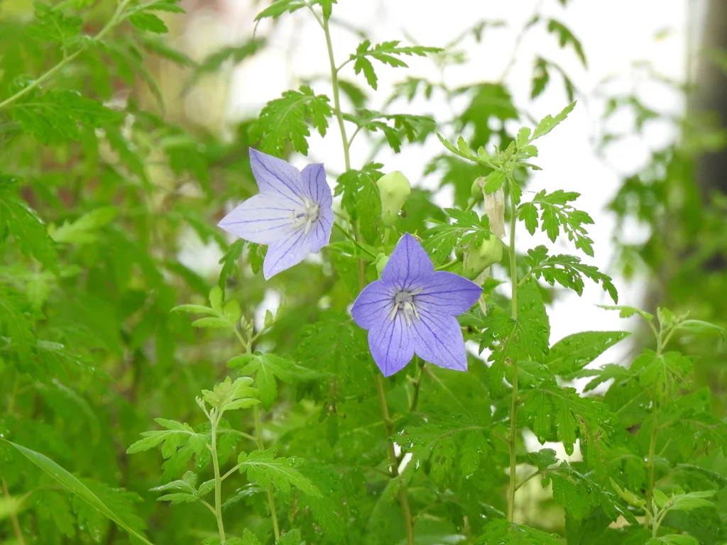 Platycodon Grandiflorus