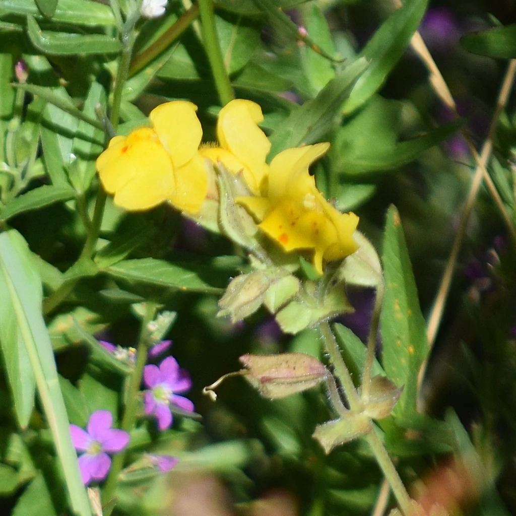 Mimulus Guttatus