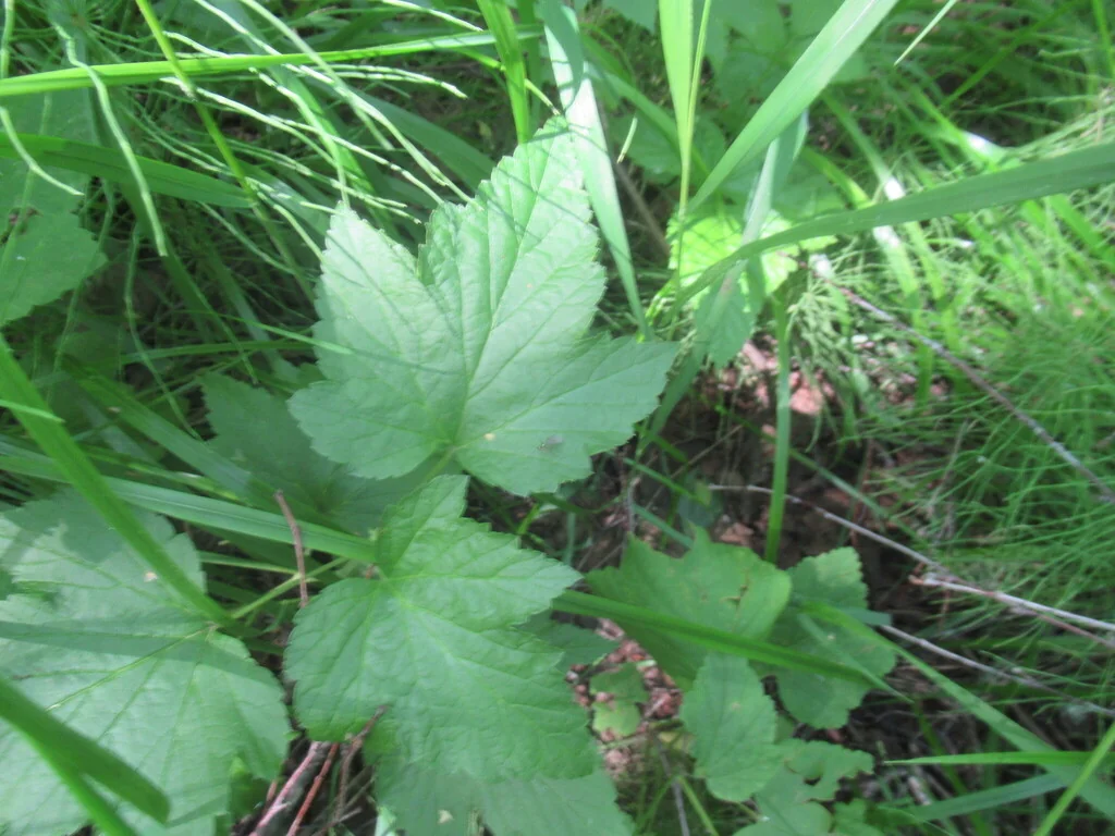 Ribes Nigrum