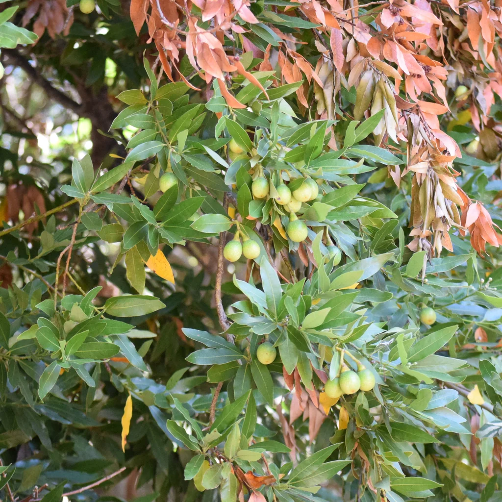 Umbellularia Californica