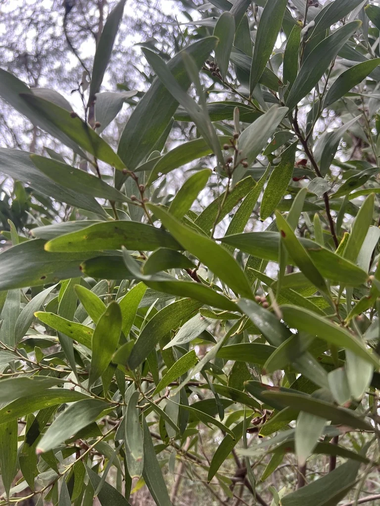 Acacia Melanoxylon