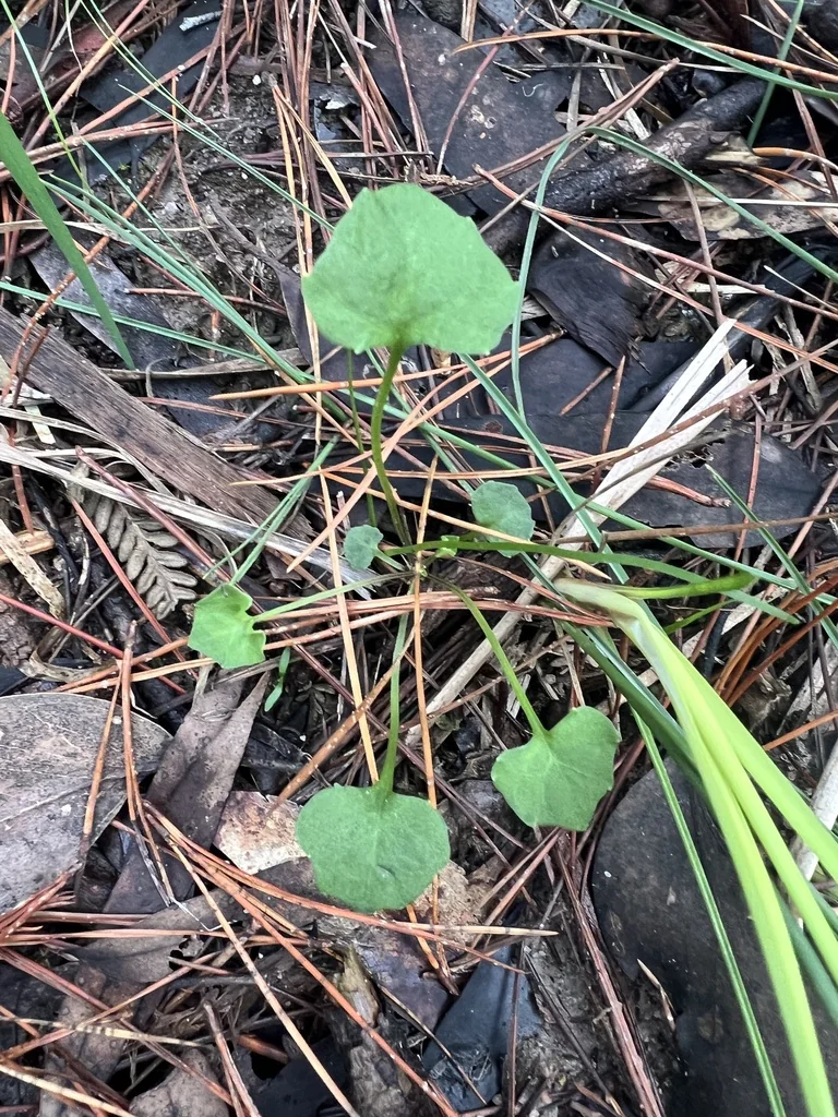 Viola hederacea