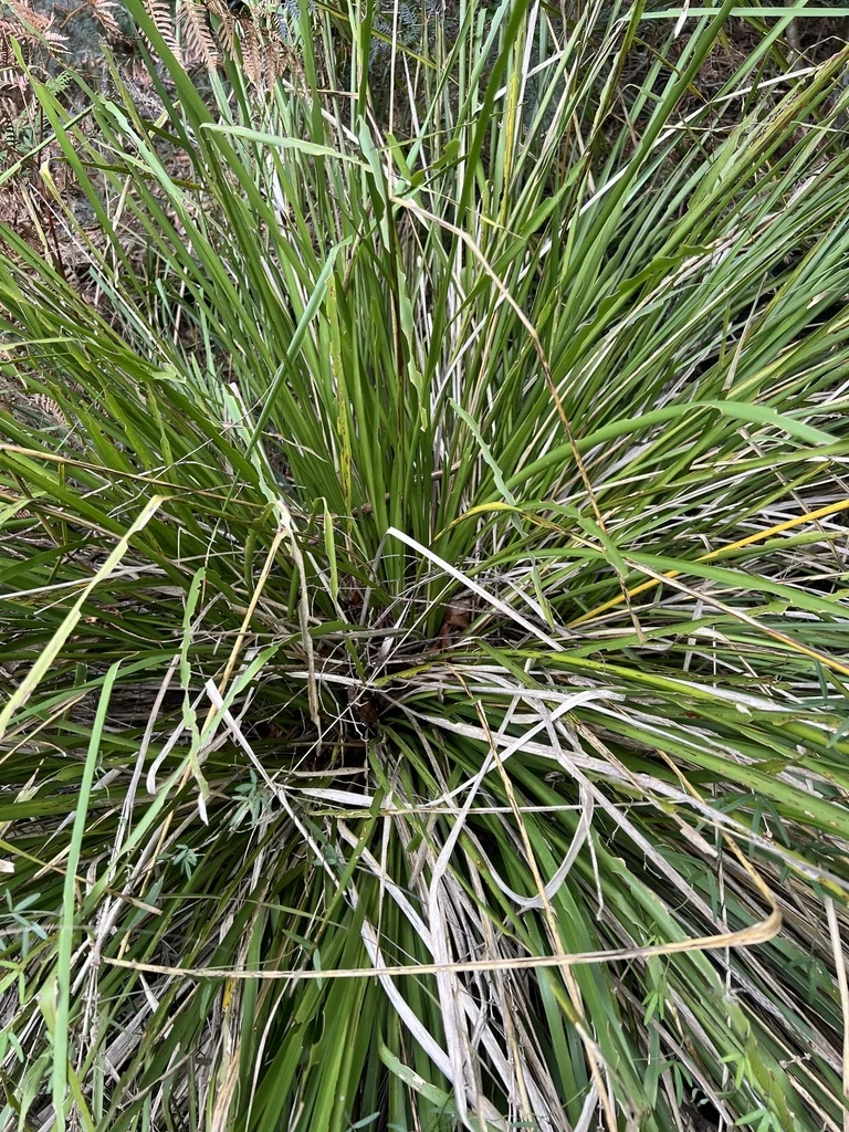 Lomandra Longifolia