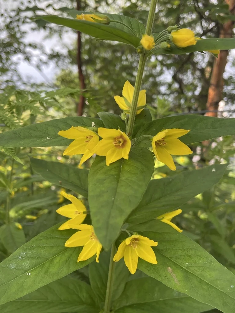 Lysimachia Punctata