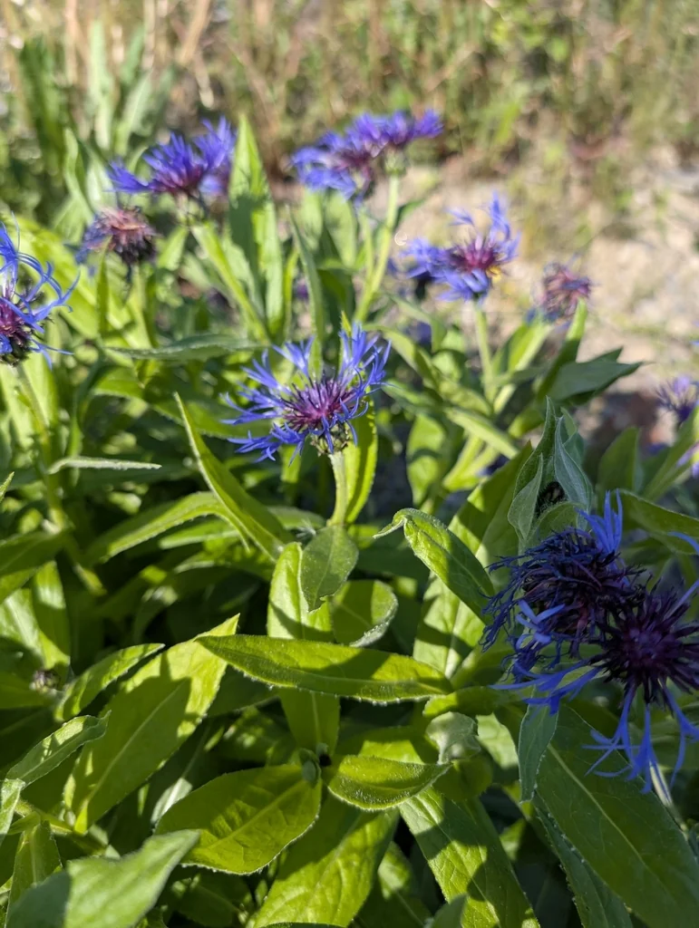 Centaurea Montana