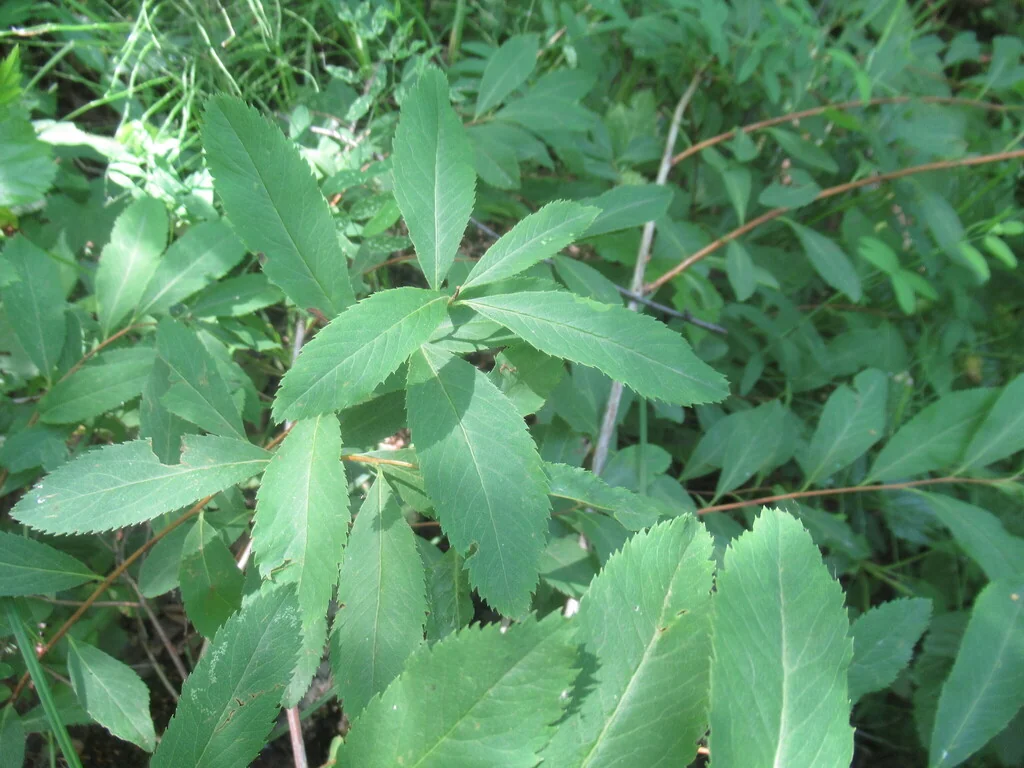 Spiraea Arguta