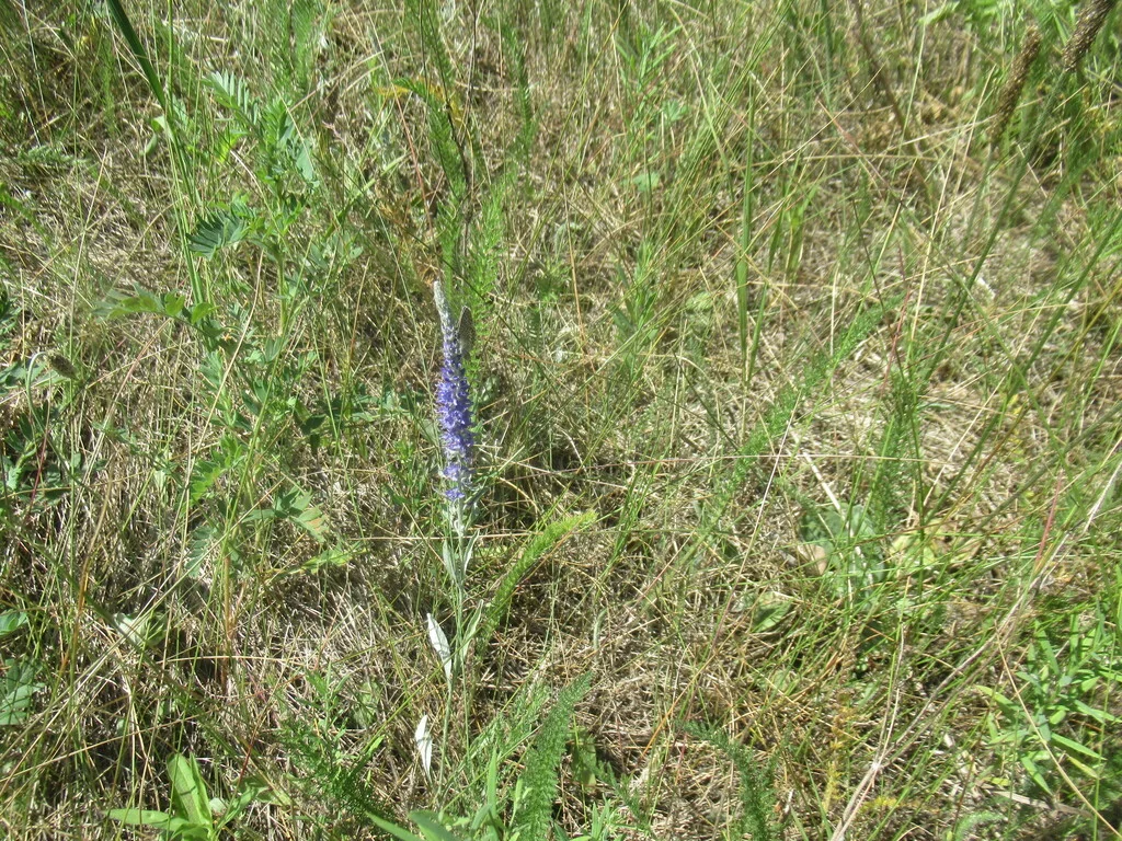 Veronica Spicata Incana