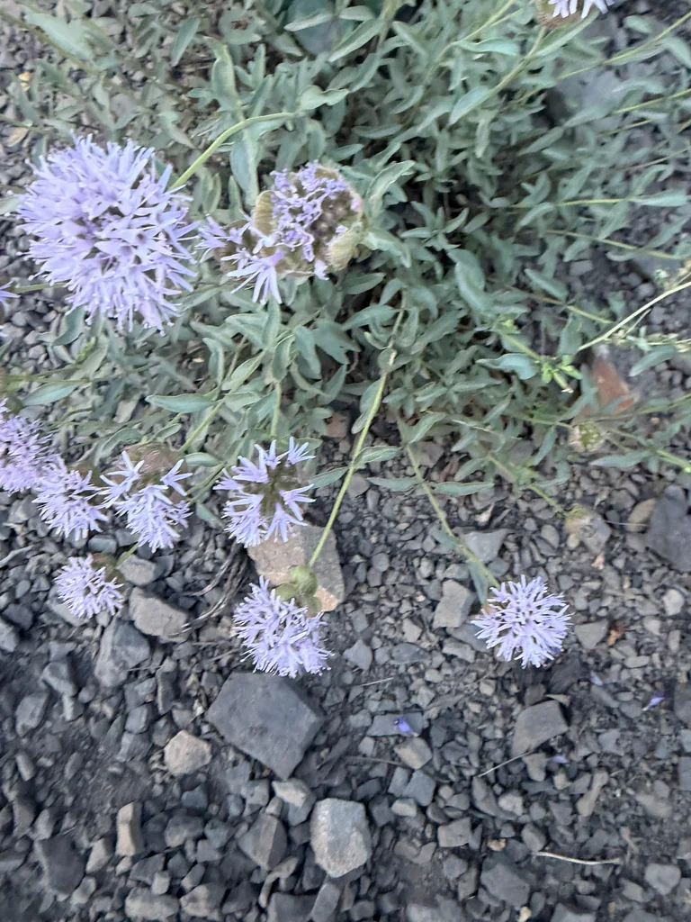 Monardella Odoratissima