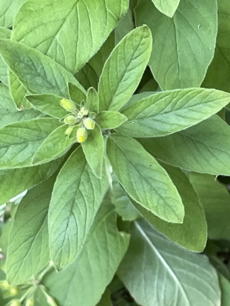 Lysimachia Punctata