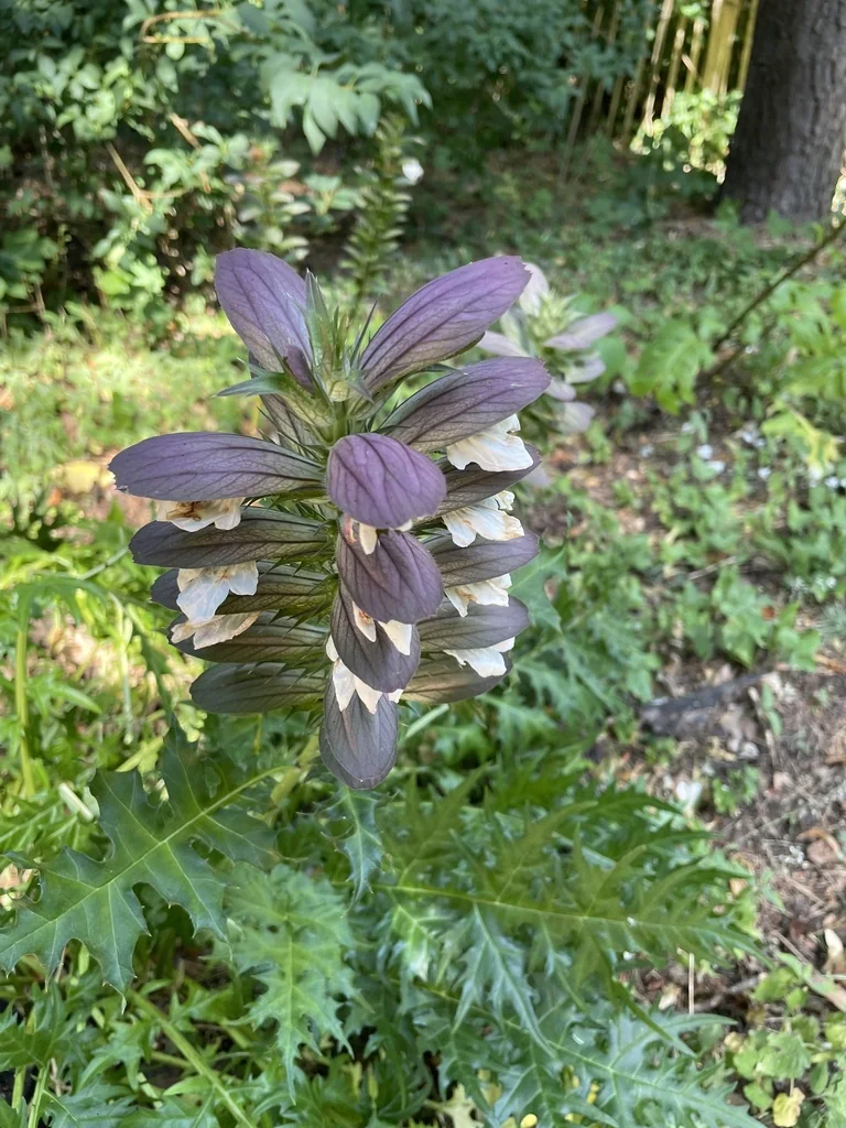 Acanthus Spinosus