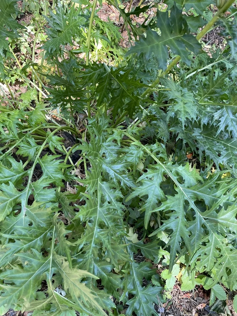 Acanthus Spinosus