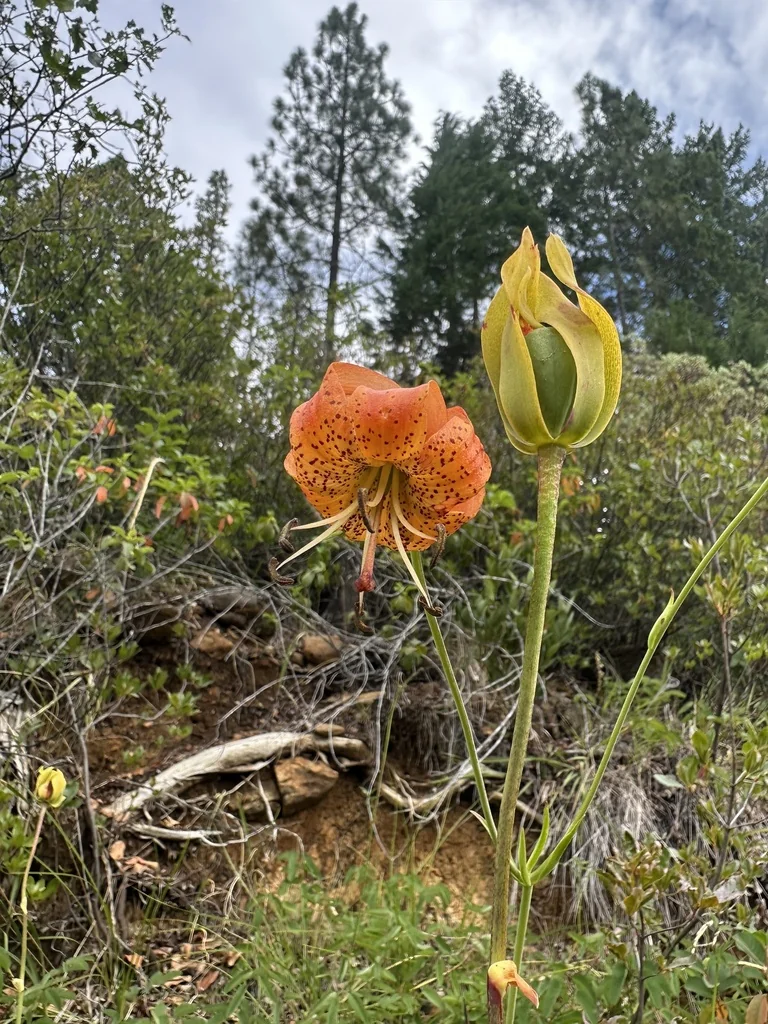 Lilium Pardalinum