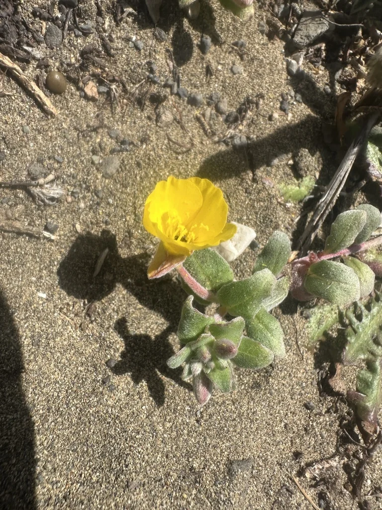 Camissonia Cheiranthifolia