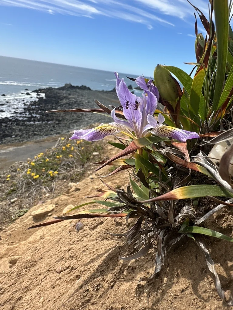 Iris Douglasiana