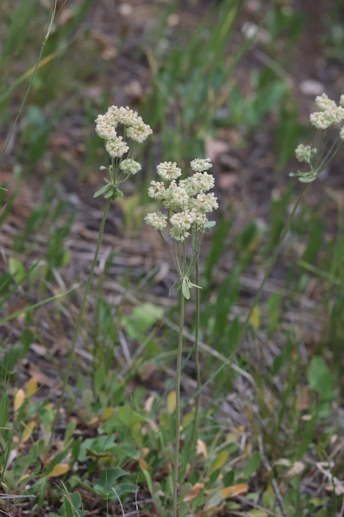 Eriogonum Umbellatum