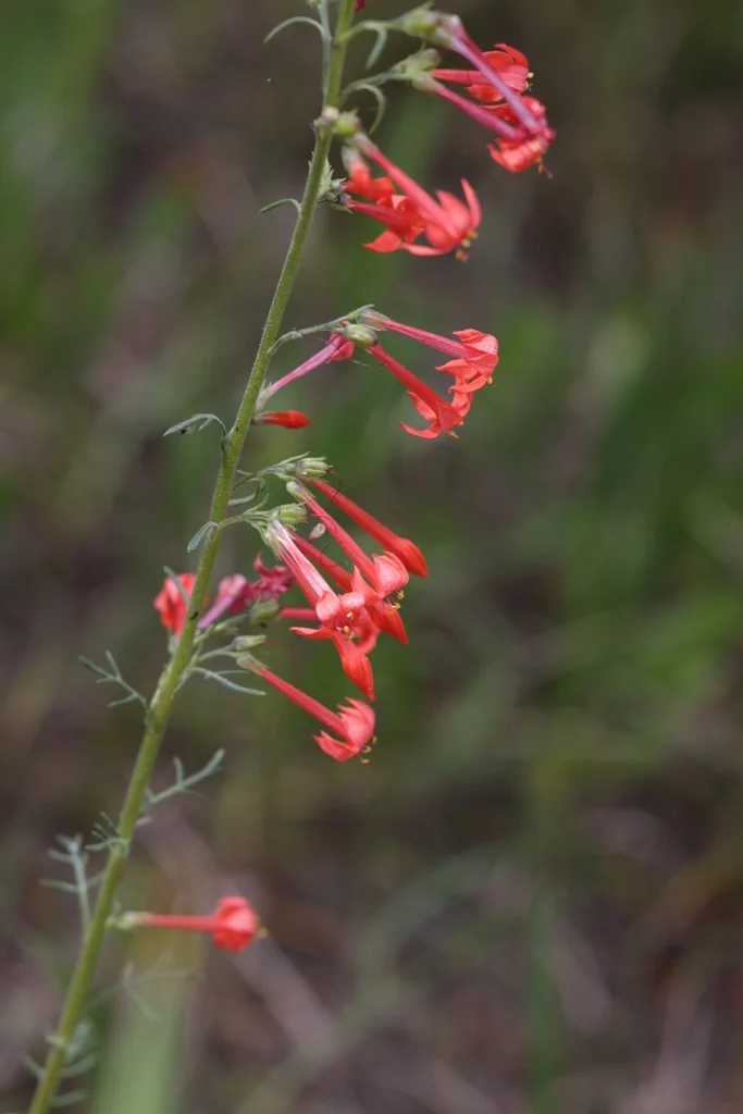 Ipomopsis Aggregata