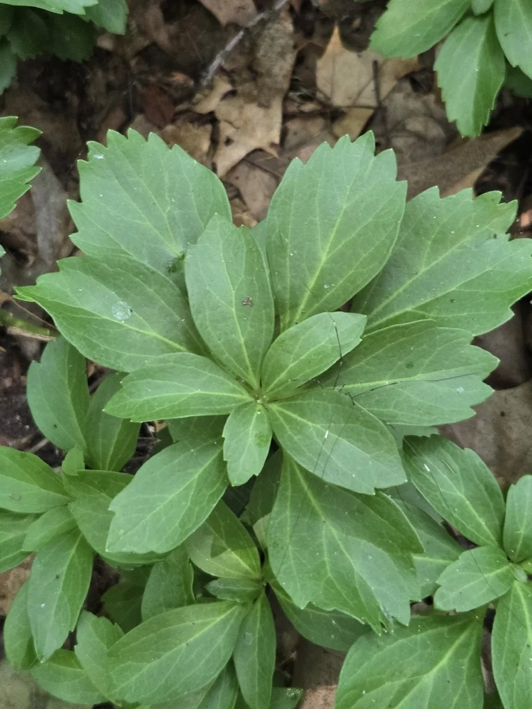 Pachysandra Terminalis