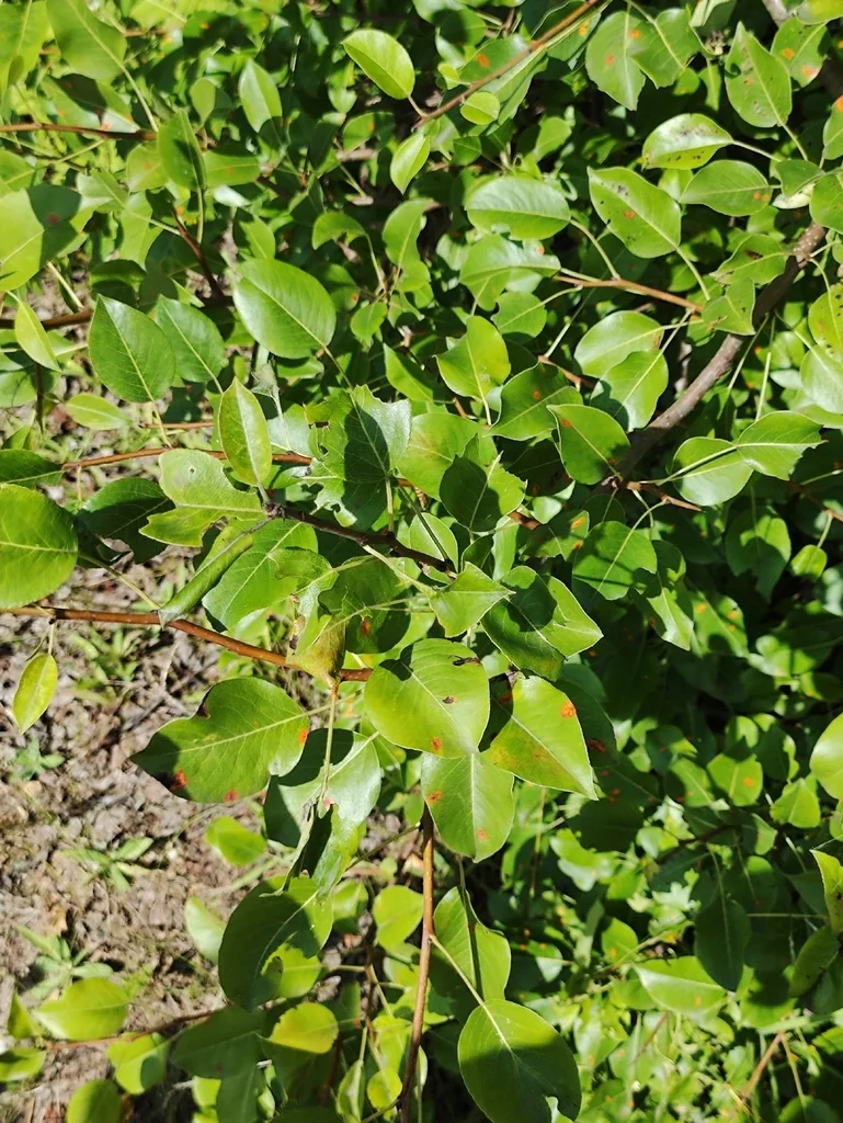 Pyrus Communis