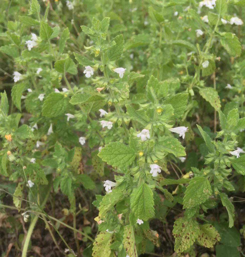 Melissa Officinalis