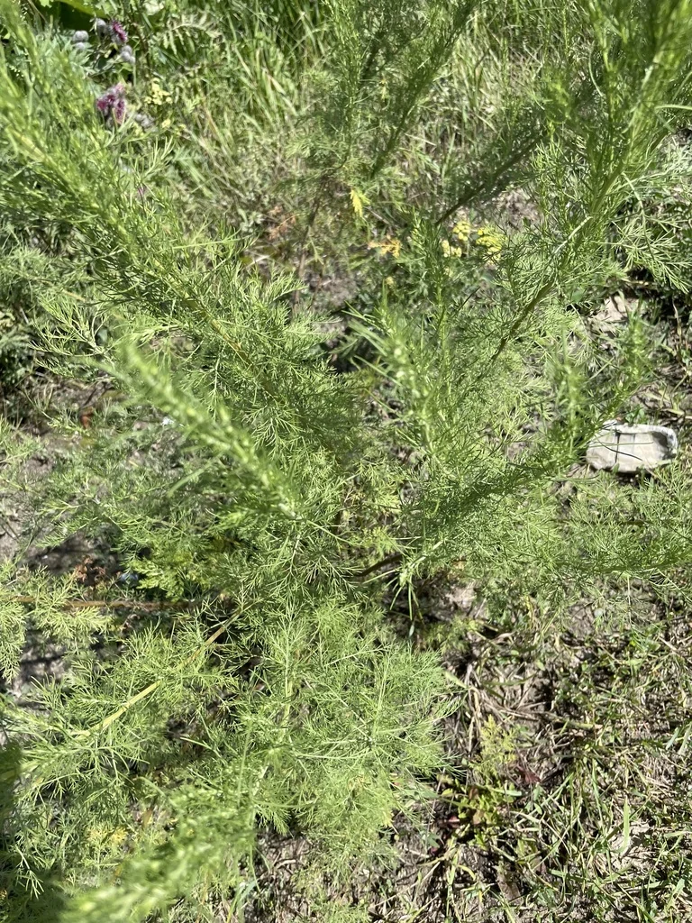 Artemisia Abrotanum