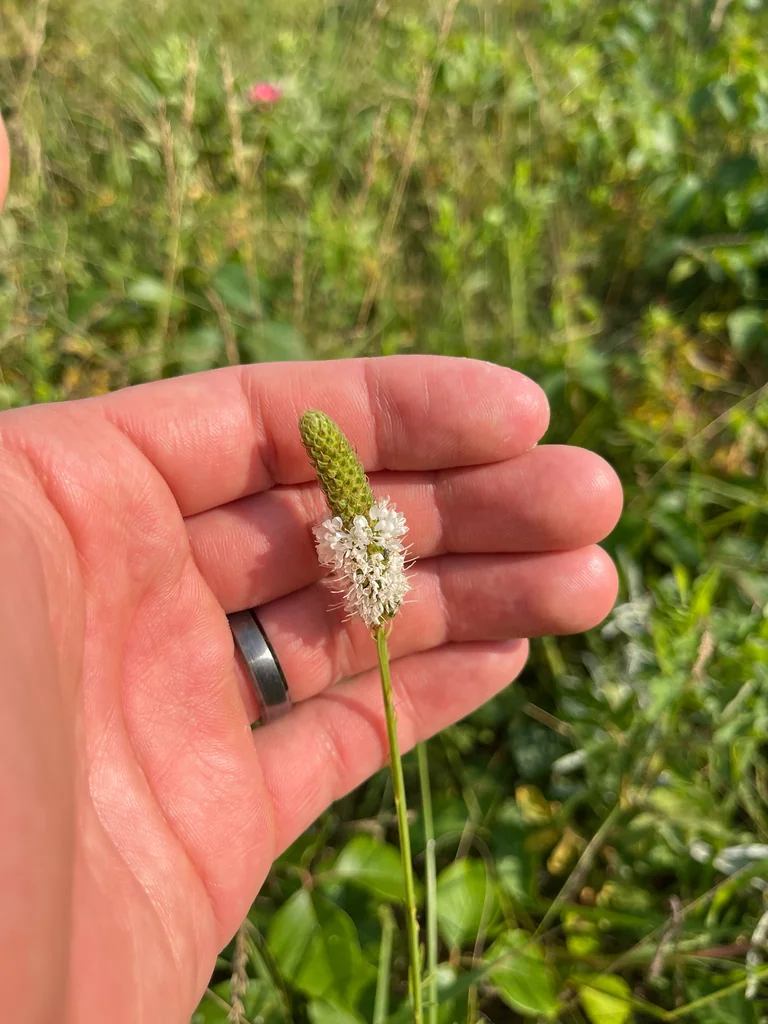 Dalea Candida